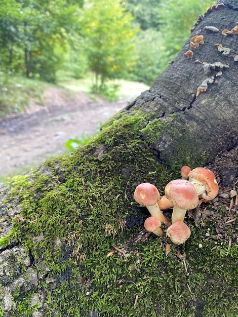 Foto cogumelo de tampa de tijolo em uma árvore