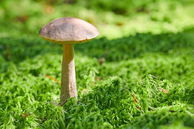 Cogumelo de vidoeiro, copie o espaço. Fungo comestível crescendo em musgo. Bolete fantasma do pântano branco. Alimentos mal absorvidos.