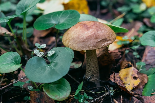 Cogumelo de vidoeiro na floresta. Cogumelo comestível com chapéu marrom