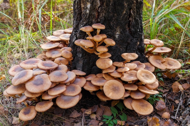 Cogumelo do fungo mel (Armillaria mellea) em uma floresta