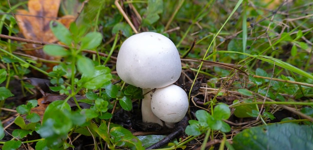 Cogumelo em um fundo natural. Foto de alta qualidade