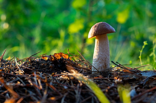 Cogumelo em uma clareira na floresta sob a luz do sol com um belo bokeh