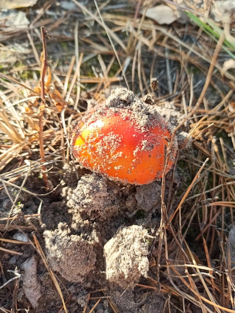 Cogumelo Fly agaric Cogumelos na floresta de outono Red fly agaric Cogumelos de outono cor natureza