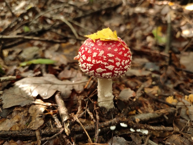 cogumelo fly agaric na floresta de outono cogumelo venenoso