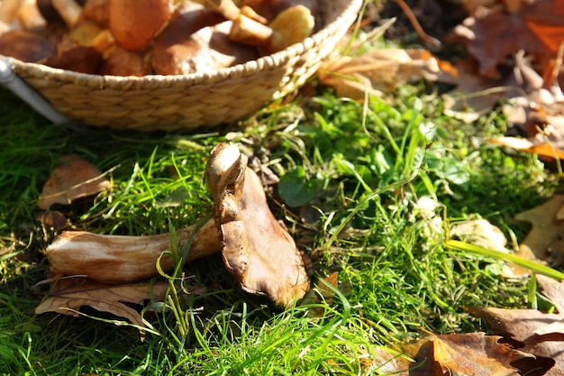 Foto cogumelo fresco com cesta na grama na floresta