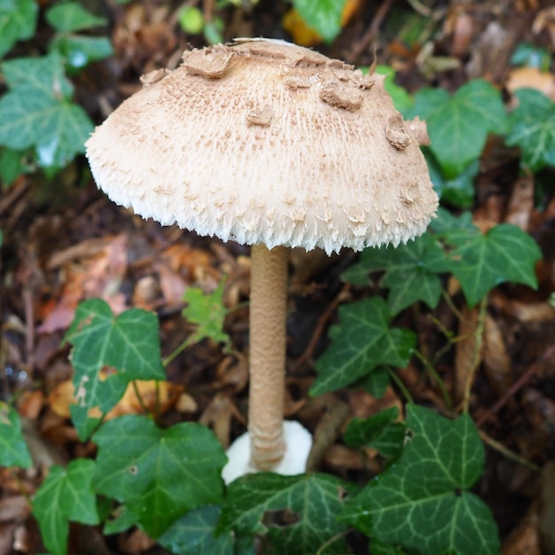 Cogumelo guarda-sol Macrolepiota procera é uma espécie de cogumelos da família dos champignons Os corpos frutíferos são em forma de cabeça O saprótrofo cresce em solos arenosos em florestas claras em clareiras e bordas