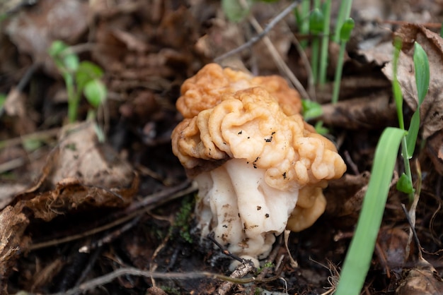 Foto cogumelo gyromirta gigas crescendo no chão na floresta na primavera