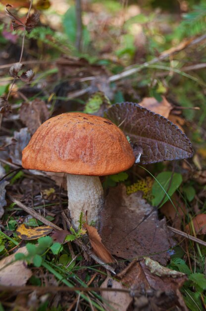 Foto cogumelo leccinum aurantiacum perto de folhas marrons fechadas