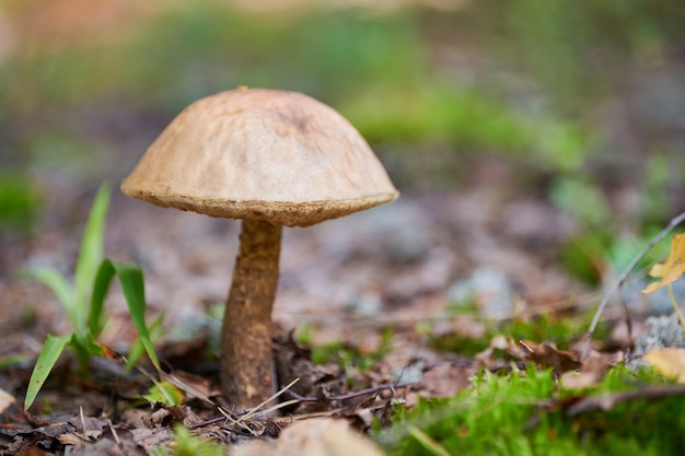 Cogumelo Leccinum versipelle na floresta de outono