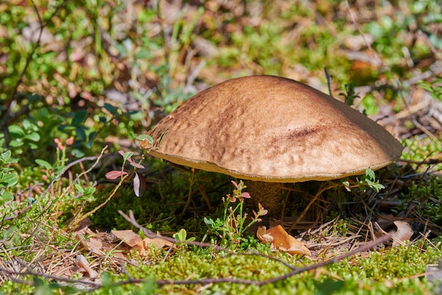 Cogumelo Leccinum versipelle.