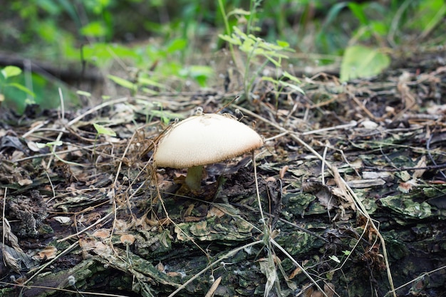 Cogumelo, ligado, um, antigas, árvore caída, toadstool, close-up