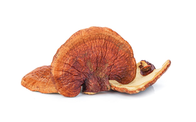 Cogumelo Lingzhi Ganoderma Lucidum Isolado