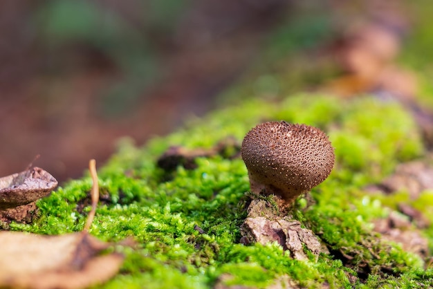 Cogumelo Lycoperdon puffbal cresce entre musgo verde brilhante