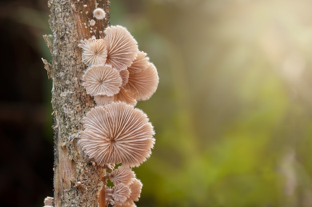 Foto cogumelo marrom na natureza