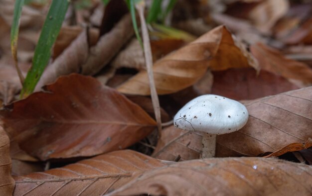 Cogumelo na floresta close-up