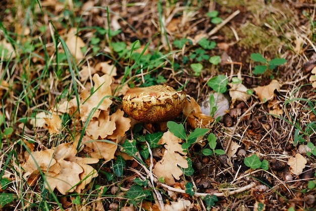 Cogumelo na floresta em folhas secas e grama