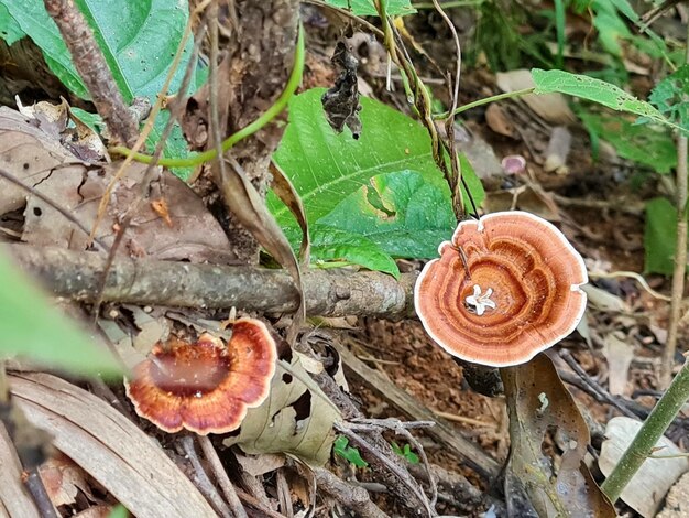 Foto cogumelo na floresta na cachoeira da tailândia