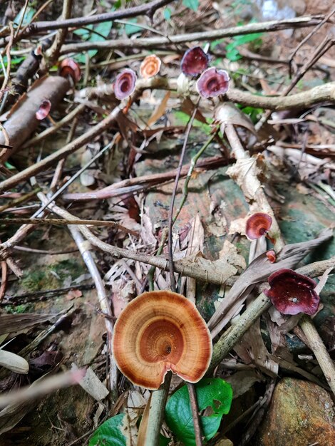 Foto cogumelo na floresta na cachoeira da tailândia