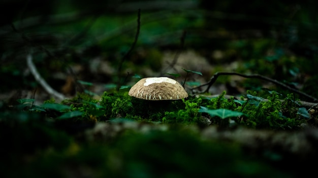 cogumelo na floresta