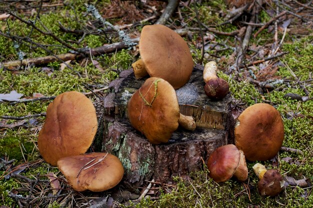 Cogumelo na floresta.