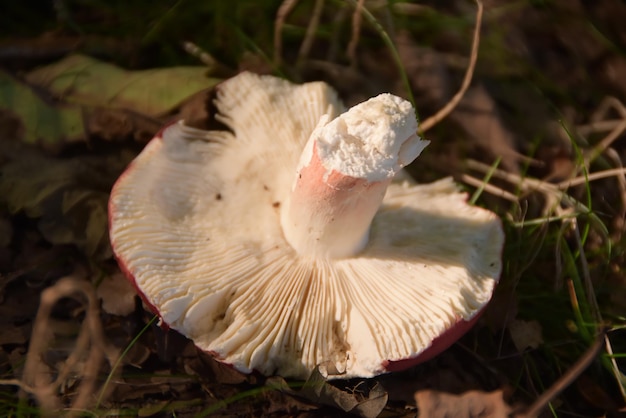 Cogumelo na floresta