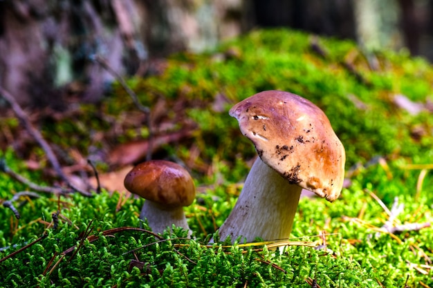 Cogumelo na floresta