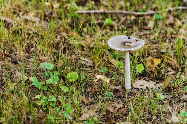 Cogumelo na grama verde