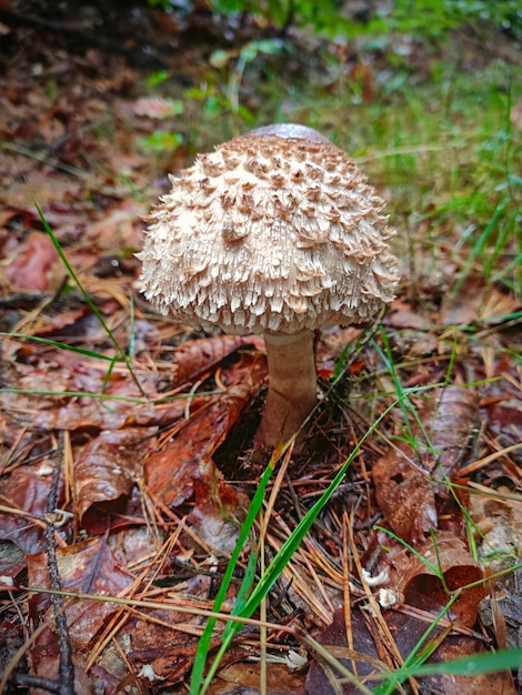 Cogumelo no chão da floresta