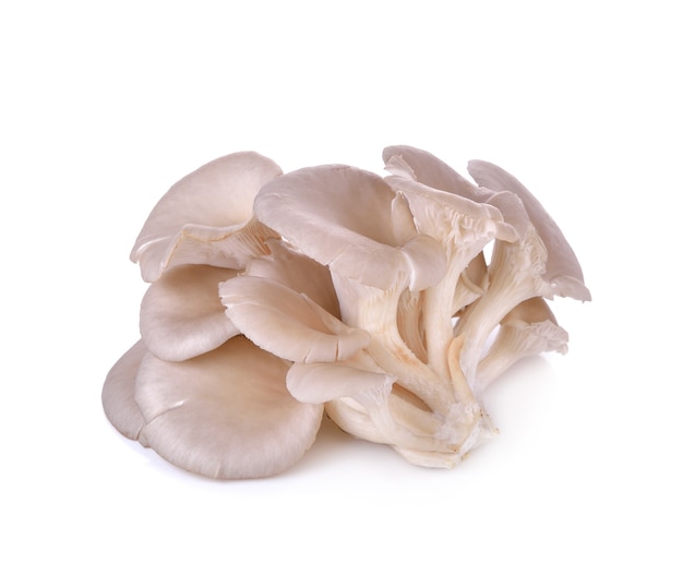 Cogumelo-ostra em fundo branco