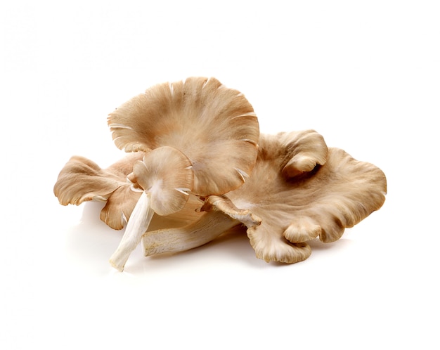 Foto cogumelo-ostra no fundo branco