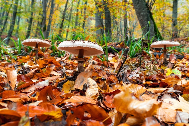 Foto cogumelo parasol salsicha em uma floresta. chlorophyllum rhacodes