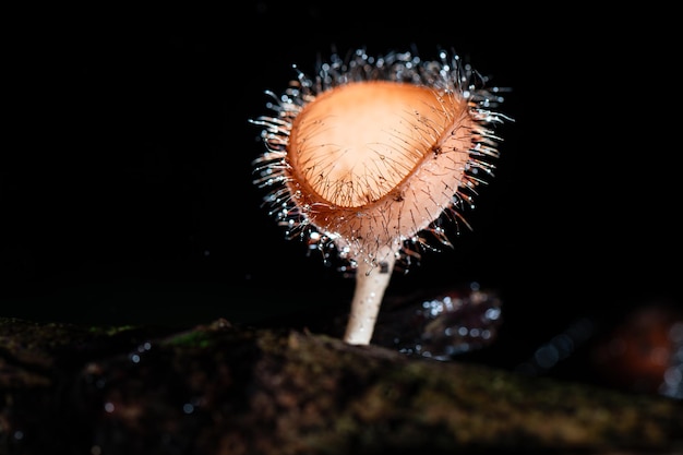 Foto cogumelo peludo na floresta tropical na província de saraburi, tailândia