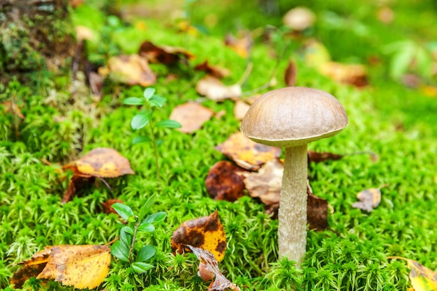 Cogumelo pequeno comestível com tampa marrom Penny Bun leccinum no fundo da floresta de outono de musgo Fungo no ambiente natural Macro de cogumelo grande close-up Verão natural inspirador ou paisagem de outono