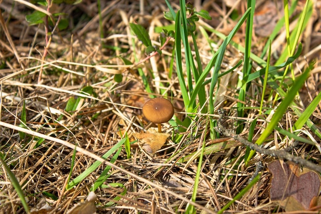 Cogumelo pequeno marrom na floresta