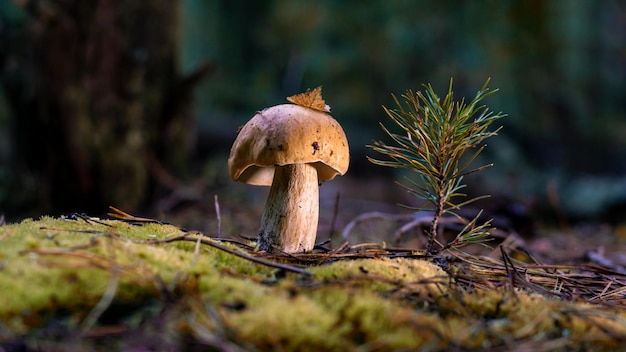 Cogumelo porcini comestível em uma clareira da floresta fechada sob a luz da luz do sol com belo bokeh