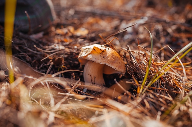 Cogumelo Porcini cresce na floresta. Natureza outono