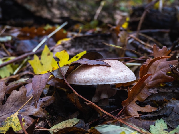 cogumelo porcini na floresta