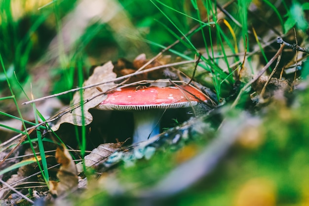 Cogumelo Russula comestível vermelho escondido sob as folhas secas