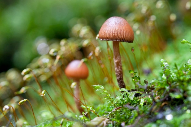 Cogumelo selvagem com musgo na floresta tropical