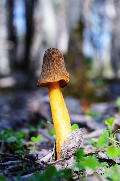 Cogumelo selvagem comestível de morel preto