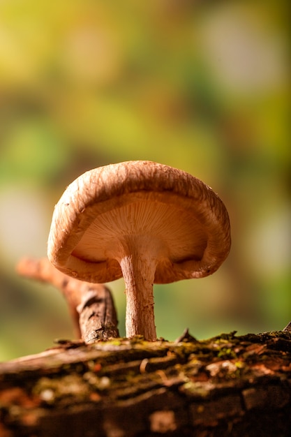 Cogumelo Shiitake crescendo na árvore.