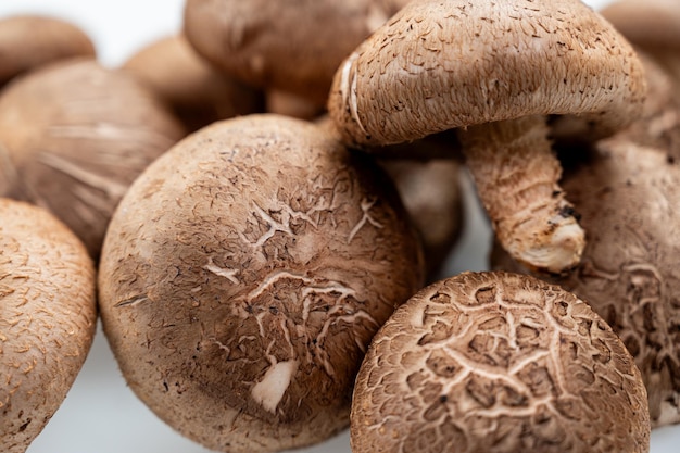 Foto cogumelo shiitake em fundo branco