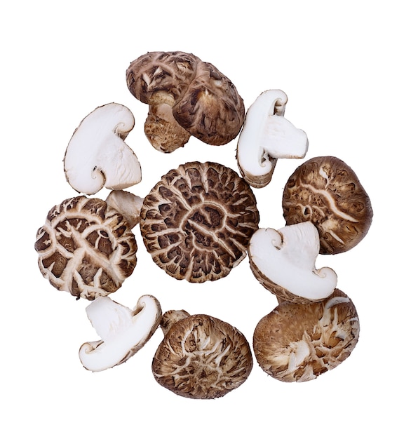 Cogumelo Shiitake fresco em fundo branco