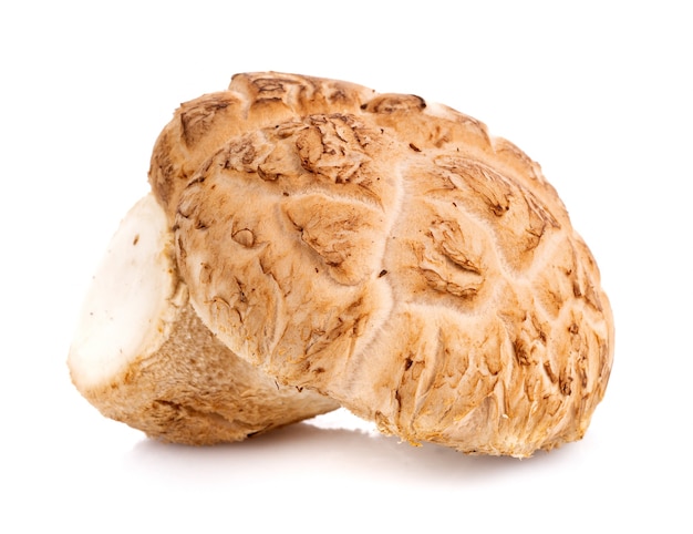 Cogumelo Shiitake fresco isolado no fundo branco