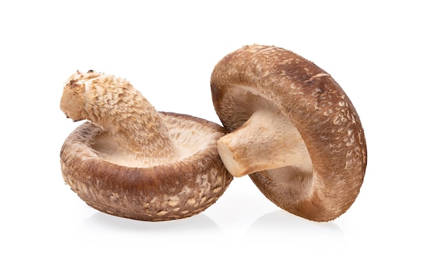 Cogumelo Shiitake isolado no fundo branco