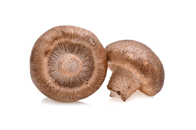 Cogumelo Shiitake no Branco