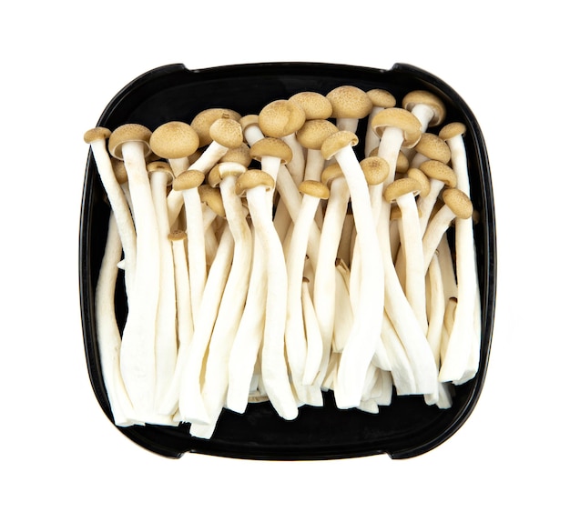 Cogumelo Shimeji fresco no prato isolado no fundo branco