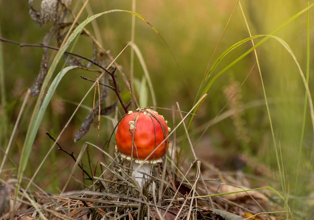 Cogumelo tóxico Amanita ou Fly Agaric Fungi no chão da floresta na grama alta e verde. Fundo outonal natural vertical.