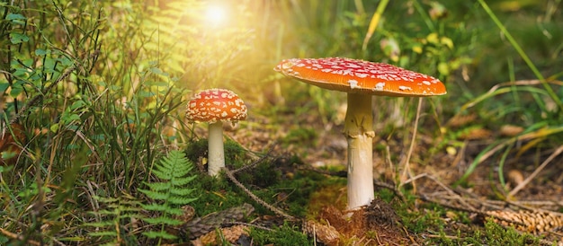 Cogumelo tóxico e alucinógeno Fly Agaric na grama no fundo da floresta de outono. Vermelho venenoso Amanita Muscaria fungo macro close-up em ambiente natural. Paisagem natural inspiradora