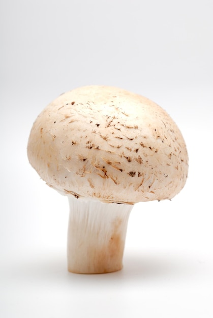 Cogumelo um champignon